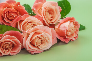 A bouquet of roses in vase on a pastel green background. Blooming flowers, festive concept