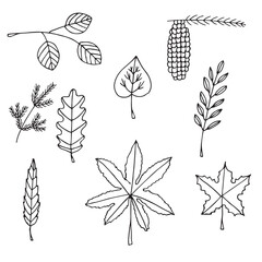 Botany twigs and leaves, vector illustration, hand drawing, doodles