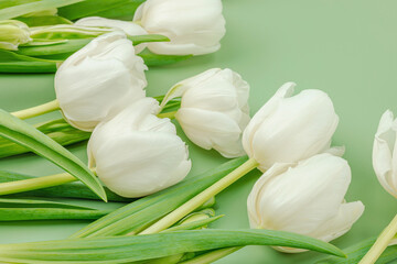 White tulips on a pastel green background. Blooming flowers, festive concept for Mother's Day