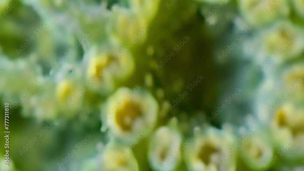 Poster closeup view of an individual conidium with multiple spores forming a circular pattern resembling a 