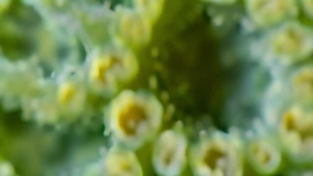 Closeup view of an individual conidium with multiple spores forming a circular pattern resembling a flower. . AI generation.