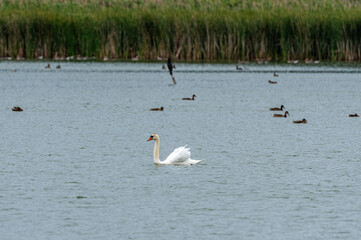 ptactwo wodne na jeziorze w dzień