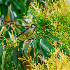 kolorowy ptak sikorka bogatka wśród zieleni drzew