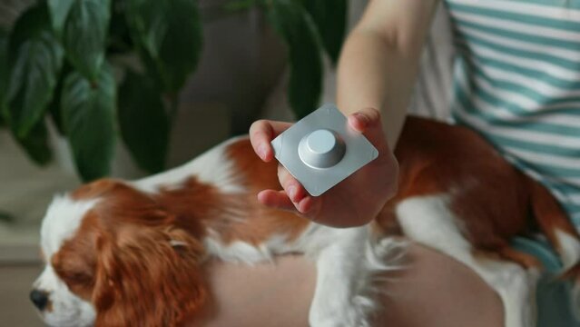A woman with a dog demonstrates a veterinary drug against parasites, ticks, and fleas. Cavalier King Charles Spaniel