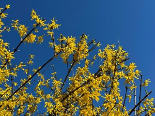 Forsythia yellow flowers on blue sky at spring.