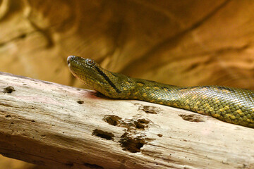 l'anaconda (Eunectes murinus)