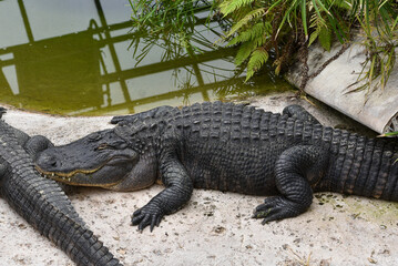 l'alligator du Mississippi (Alligator mississippiensis) - obrazy, fototapety, plakaty
