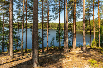 View from a small lake in a forest in Sweden