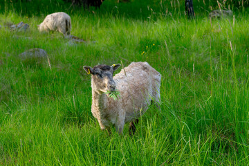 Naklejka na ściany i meble White sheep in a lush green field