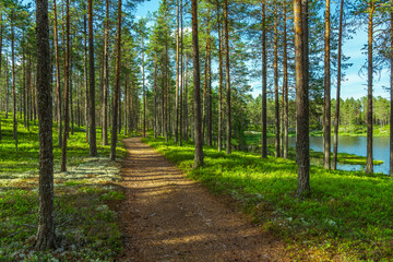 Fototapeta na wymiar Walk path in a beautiful pine forest in a green summer Sweden
