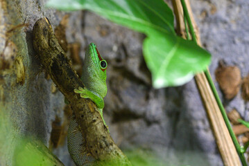 Gecko géant de Madagascar (Phelsuma grandis)