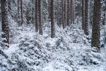 Beautiful winter view from a snowy forest in Sweden