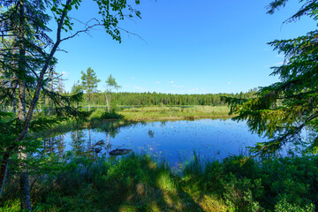 Beautiful summer view from a small lake surrounded by a lush green forest