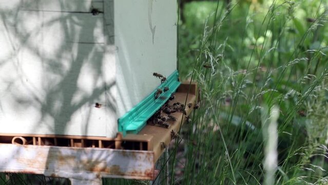 Entrée d'une ruche d'abeilles européenne dans un verger