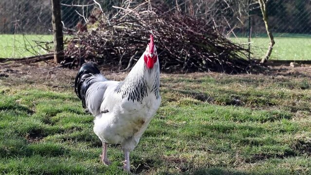 Coq de race Sussex en libert&eacute; dans un jardin