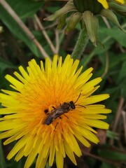 bee on flower - 777319882