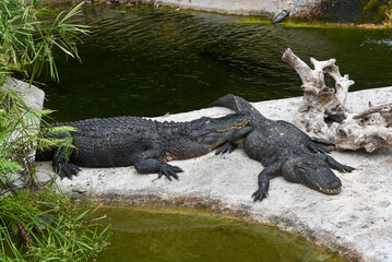 l'alligator du Mississippi (Alligator mississippiensis)