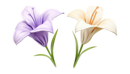 bouquet of purple and white lilies isolated on transparent background cutout