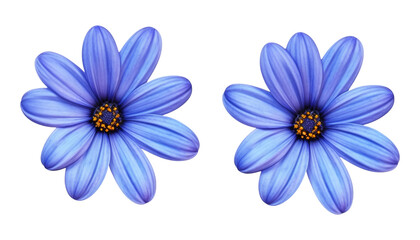 blue flowers top view isolated on transparent background cutout