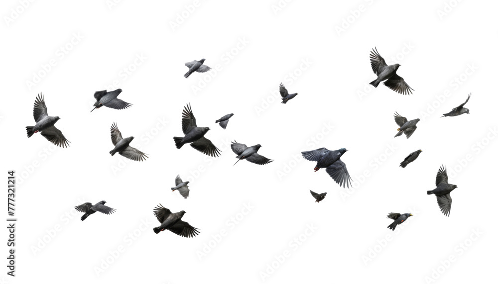 Wall mural flock of birds isolated on transparent background cutout