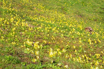 Fototapete A meadow full of blooming cowslips on the way to Ehrenbürg, also called Walberla, one of the three holy mountains of the Franconians © fotografci