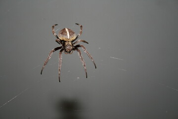 spider on its web