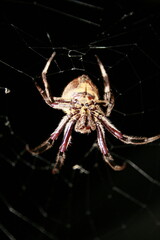 spider on its web
