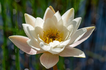 Close up of one single white water lily in sunlight