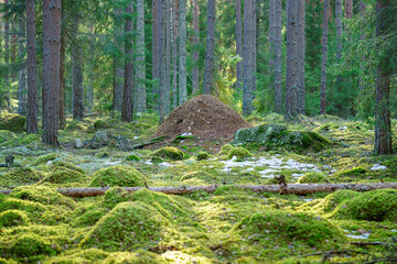 Large anthill in a mossy green forest in Sweden