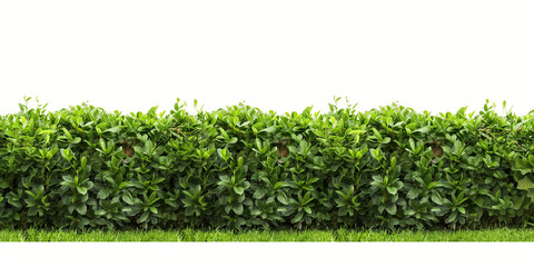 Lush Green Garden Hedge Isolated on White Background - obrazy, fototapety, plakaty