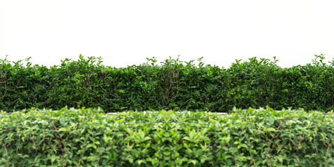 Lush Green Garden Hedge Isolated on White Background