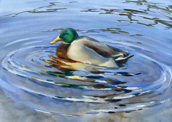 A duck swimming in water realistic watercolor illustration