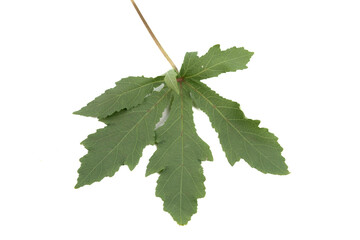 Leaves are placed on a white background.
