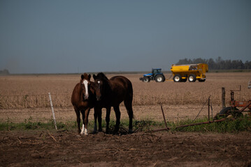 Escena paisaje tranquilo campestre con caballos en primer plano, alambrado y máquina agrícola...