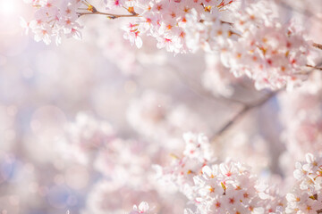 sakura flowers (cherry blossom flower) of pink color on sunny backdrop. Beautiful nature spring...