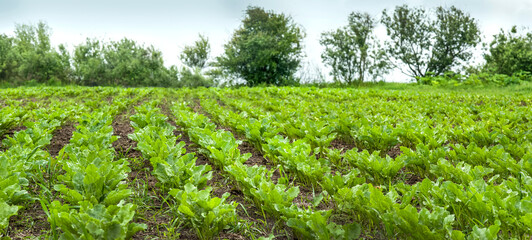 green leaves of sugar beet, rows in the field