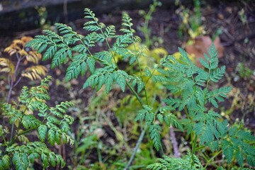 Hemlock, of Conium maculatum. A highly poisonous plant, used in ancient times for executions. Known...