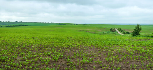 rows of sugar beets in a field on a hills landscape