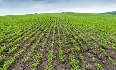 sparse rows of sugar beets in the field, weeds and grass, problems with the density of sowing