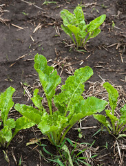 young leaves sugar beet in the field, top side view