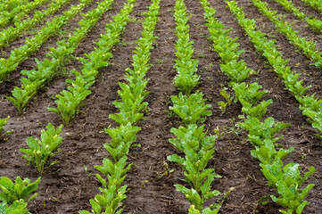 rows of sugar beet in the field, young plants