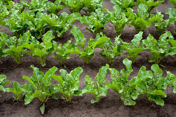 rows of young leaves sugar beet in the field, soil with grass and straw remains