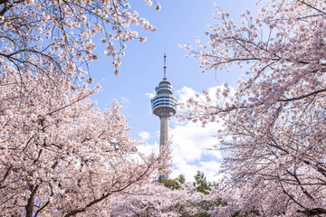 Cherry blossoms blooming in spring at E-World 83 Tower a popular tourist destination. in...
