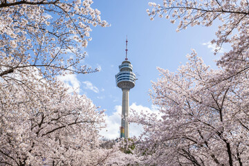 Cherry blossoms blooming in spring at E-World 83 Tower a popular tourist destination. in...