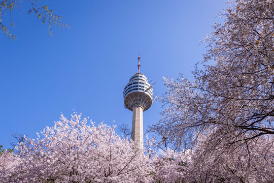 Cherry blossoms blooming in spring at E-World 83 Tower a popular tourist destination. in Daegu,South Korea.