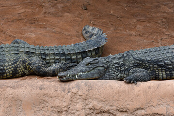 Crocodile du Nil (Crocodylus niloticus)