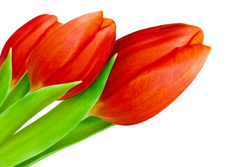 3 Rote Tulpen Hintergrund transparent PNG cut out   Red Tulips