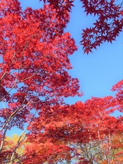 紅葉