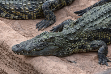 Crocodile du Nil (Crocodylus niloticus)