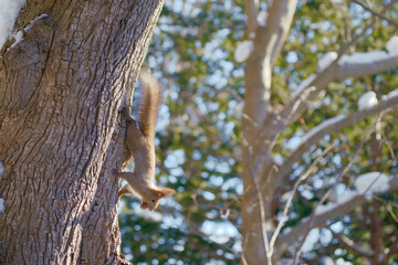 Obraz premium エゾリス